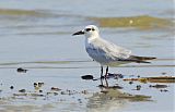 Gull-billed Tern